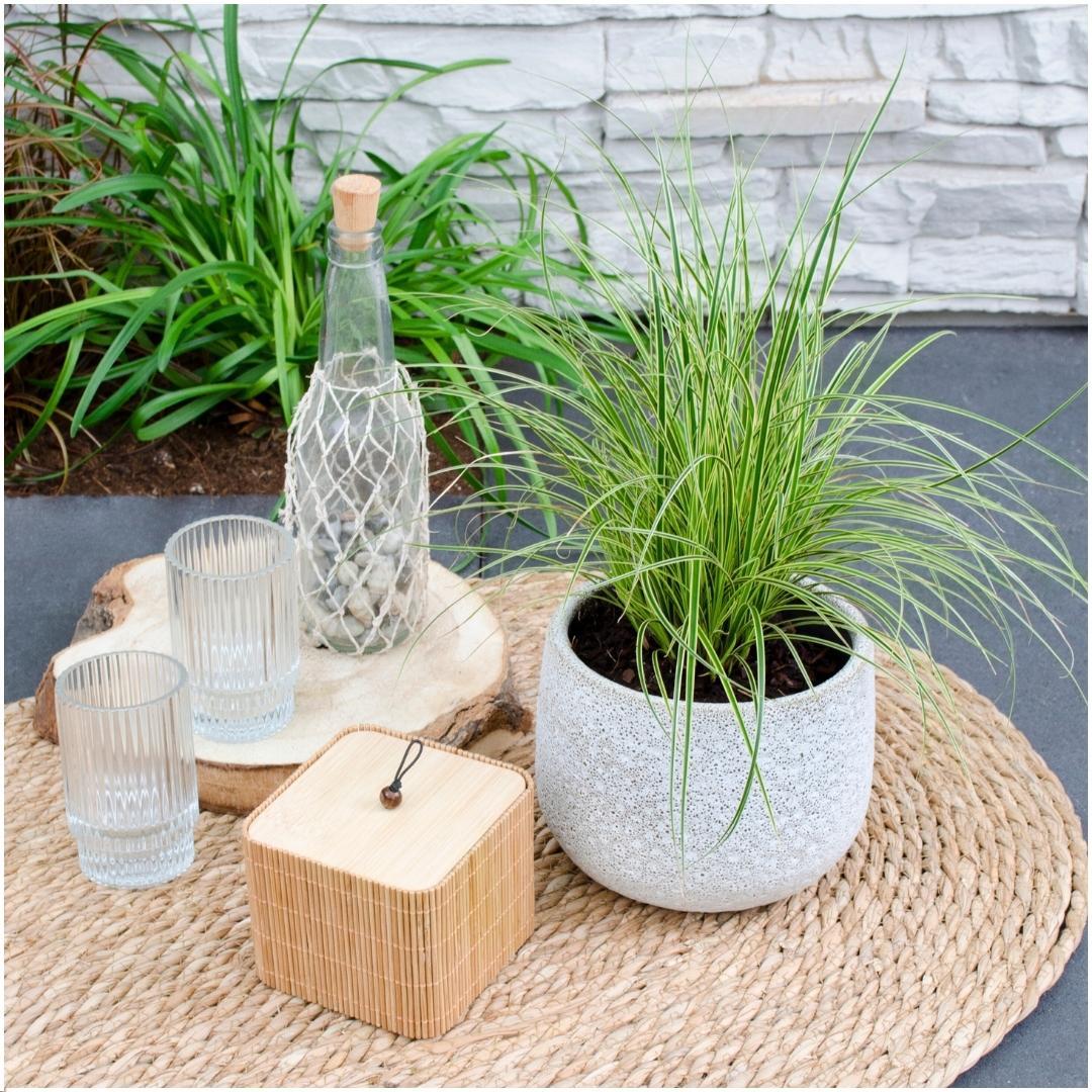 6 x Carex brunnea Variegata - Ø 14 cm - ↨ 25 cm 