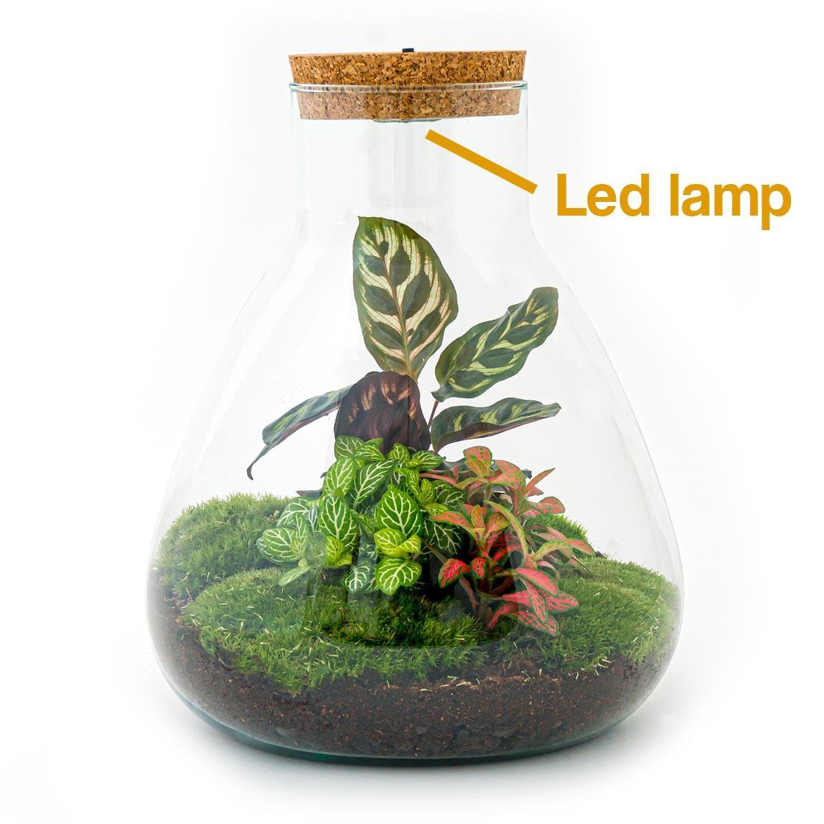 Terrario fai da te - Sam Calathea con luce - ↕ 30 cm - Rastrello + Pala + Pinzetta + Forbici