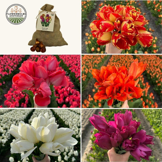 Flowerbulbs Amsterdam - Super Tulip Mix - Borsa dal valore sostenibile, 100 bulbi da fiori per 2,5 m2 di splendore floreale - Taglia 12+