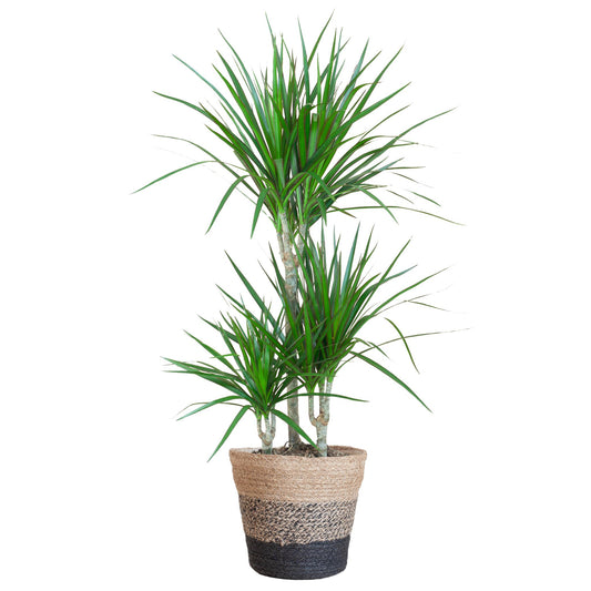 Dracaena Marginata met Lissabon mand zwart - 95cm - Ø21