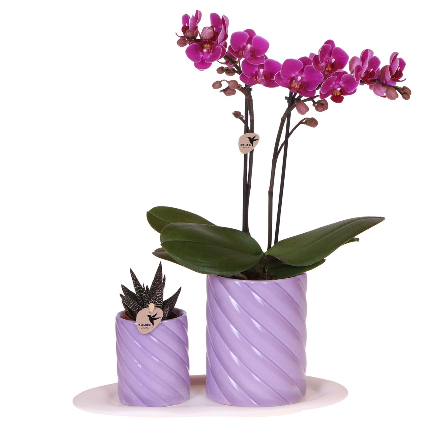 Orchidee colibrì | Set regalo Ottimismo piccolo lilla | Pianta verde con orchidea Phalaenopsis arancione in vasi decorativi di caramelle su vassoio organico bianco