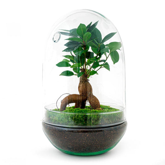 Terrario fai da te - Uovo XL Bonsai - ↕ 30 cm