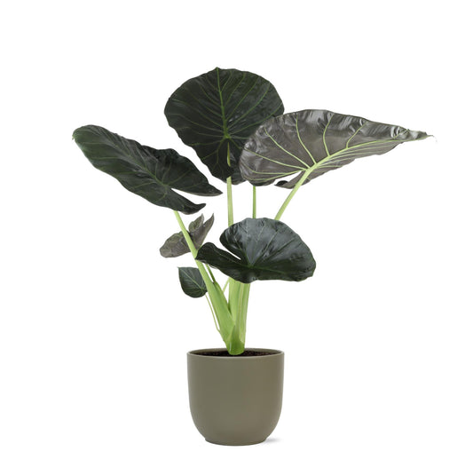 Alocasia Regal Shield Ø24cm - ↕110cm in Boule OLIVE pot