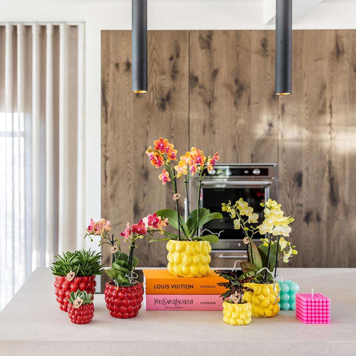 Casa del colibrì | Combi deal - Vaso per fiori di agrumi - vaso decorativo in cemento giallo