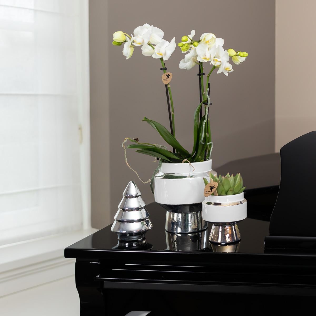 Orchidee colibrì | Orchidea Phalaenopsis bianca – Amabilis + Le Chic vaso decorativo argento – dimensioni vaso Ø9cm – altezza 40cm | pianta d'appartamento fiorita in vaso di fiori - fresca dal coltivatore