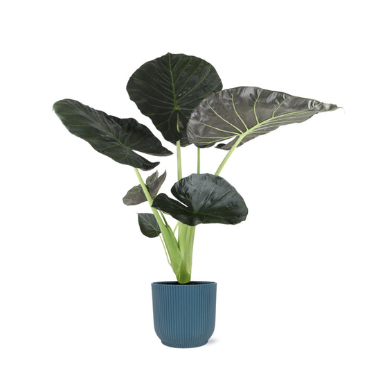 Alocasia Regal Shield Ø21cm - ↕100cm in Vibes in BLUE pot