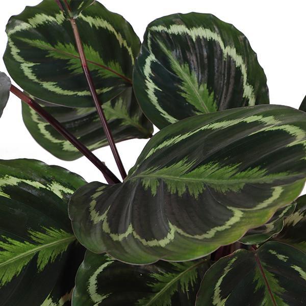 Calathea Medallion Ø21cm - ↕70cm in Boule OLIVE pot