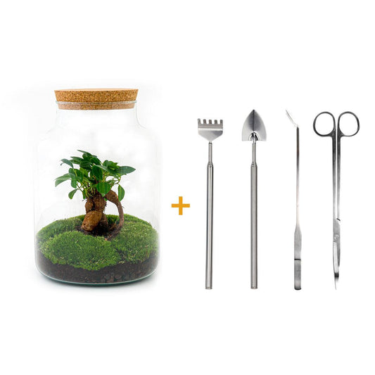 Terrario fai da te - Milky con bonsai - ↕ 30 cm + RSTS - Rastrello + Pala + Pinzetta + Forbici