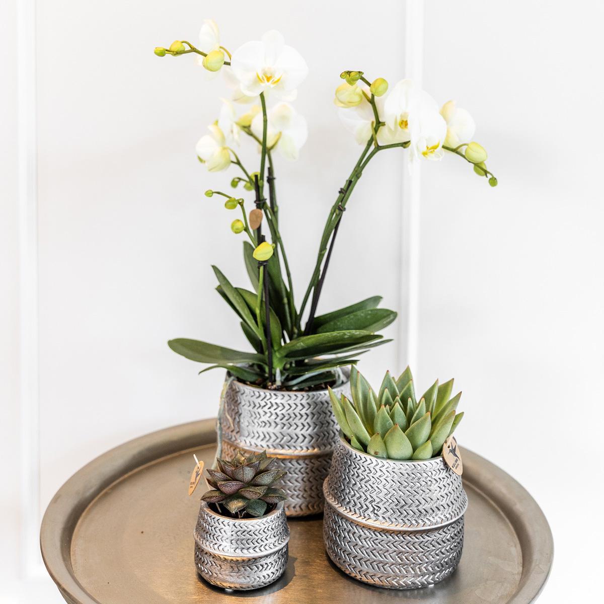 Kolibri Company - Set di piante Groove argento | Set con orchidea Phalaenopsis bianca Amabilis Ø9cm e pianta verde Succulente Aloe Brevifolia Ø6cm | incl. vasi decorativi in ​​ceramica argentata