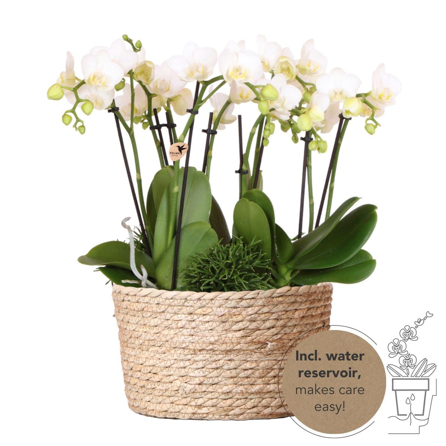 Hummingbird Orchids | white plant set in Reed Basket incl. water reservoir | three white orchids Amabilis 9cm and three green plants | Jungle Bouquet white with self-sufficient water reservoir