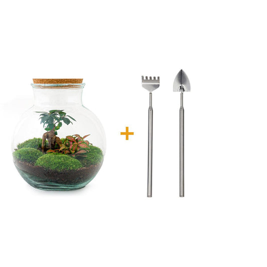 Terrario fai da te - Teddy bonsai - ↕ 26,5 cm - Rastrello + Pala