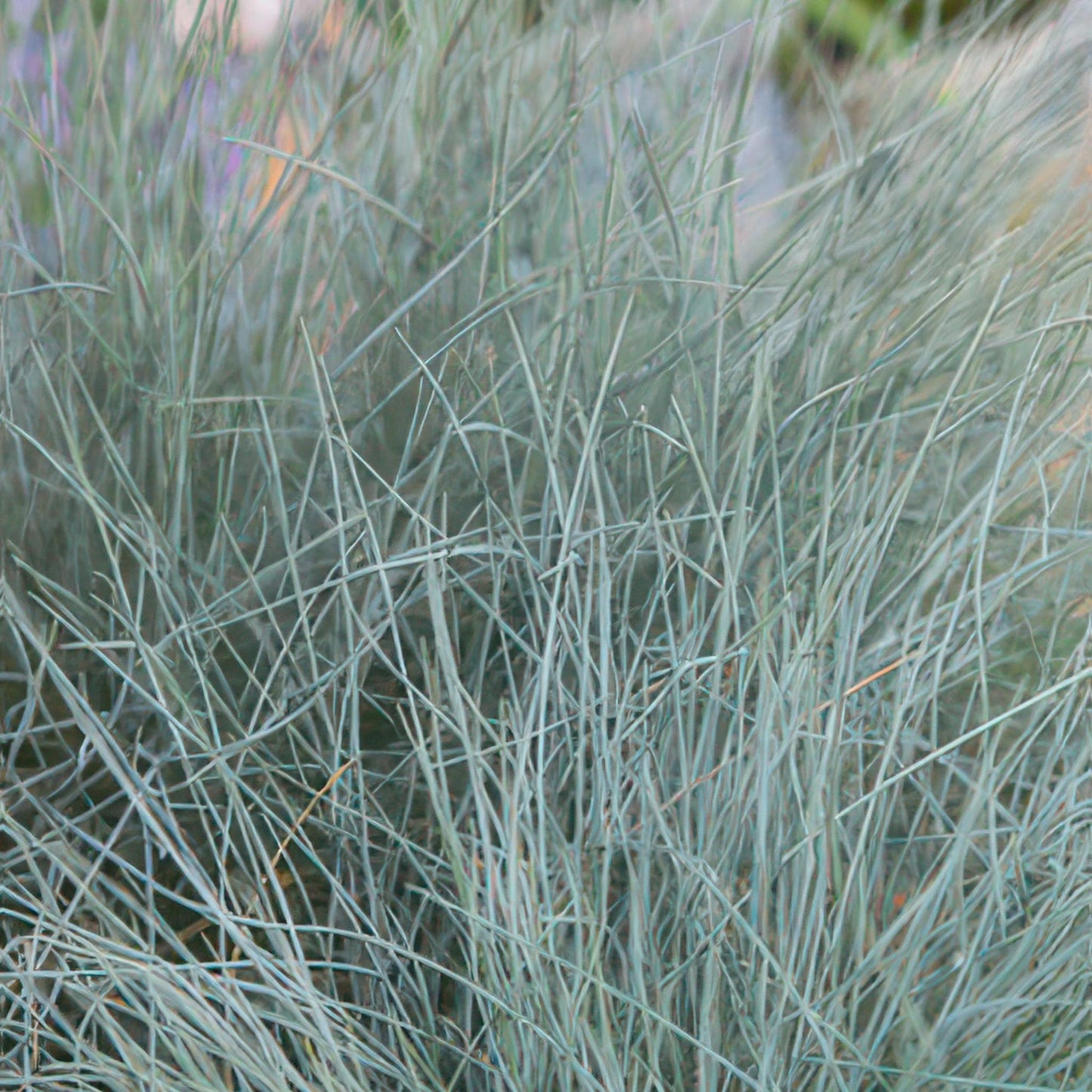 Festuca glauca 'Elijah Bleu' - ↕10-25cm - Ø9cm - 40x