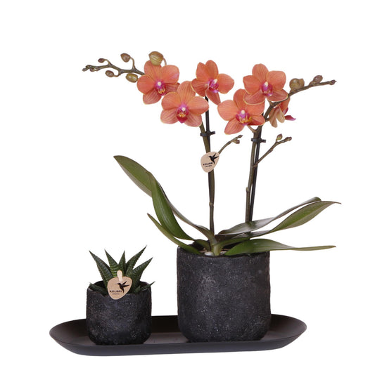 Compagnia di colibrì | Set di piante Home Hub piccolo | Orchidea Phalaenopsis arancione Bolzano e piante grasse incl. vasi decorativi in ​​ceramica su vassoio nero