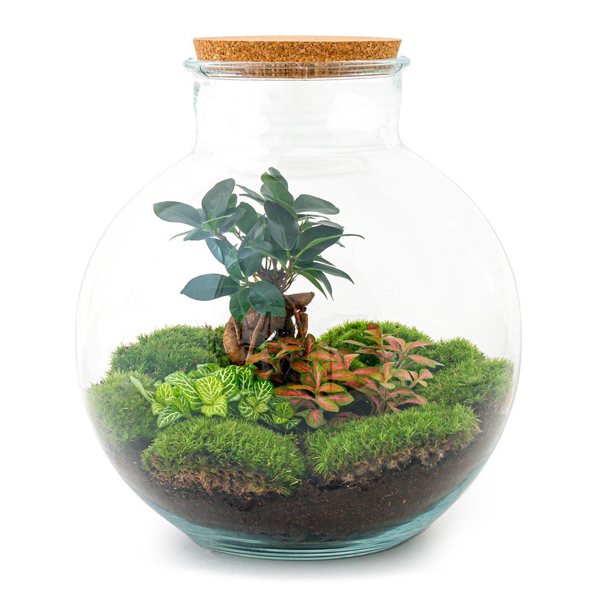 Terrario fai da te - Bolder Bob Bonsai - ↕ 30 cm - Rastrello + Pala