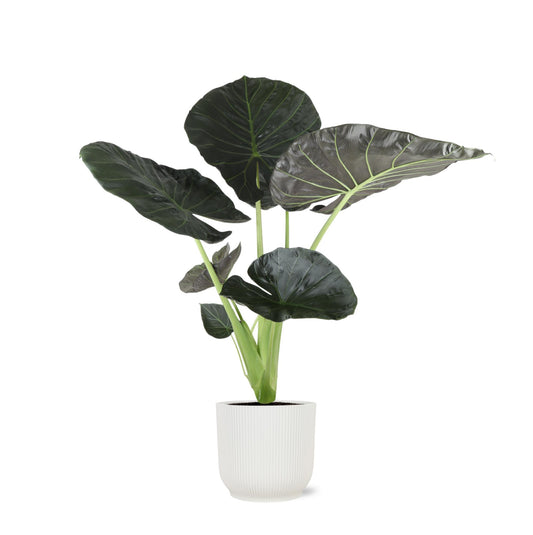 Alocasia Regal Shield Ø21cm - ↕100cm in Vibes WHITE pot