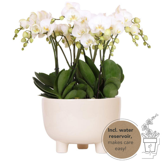 Orchidee colibrì | set di piante bianche in vaso gommoso incl tre orchidee bianche | Mono Bouquet bianco con riserva d'acqua autosufficiente