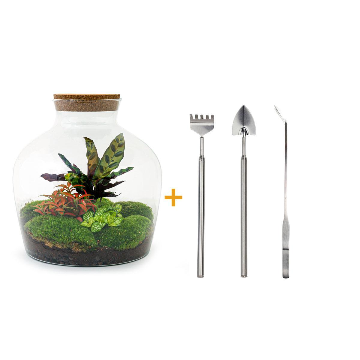 DIY terrarium - Fat Joe Rood - ↕ 30 cm - Rake + Shovel + Tweezer