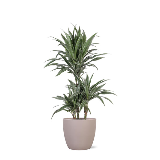 Dracaena Warneckii Ø21cm - ↕65cm in Boule TAUPE pot