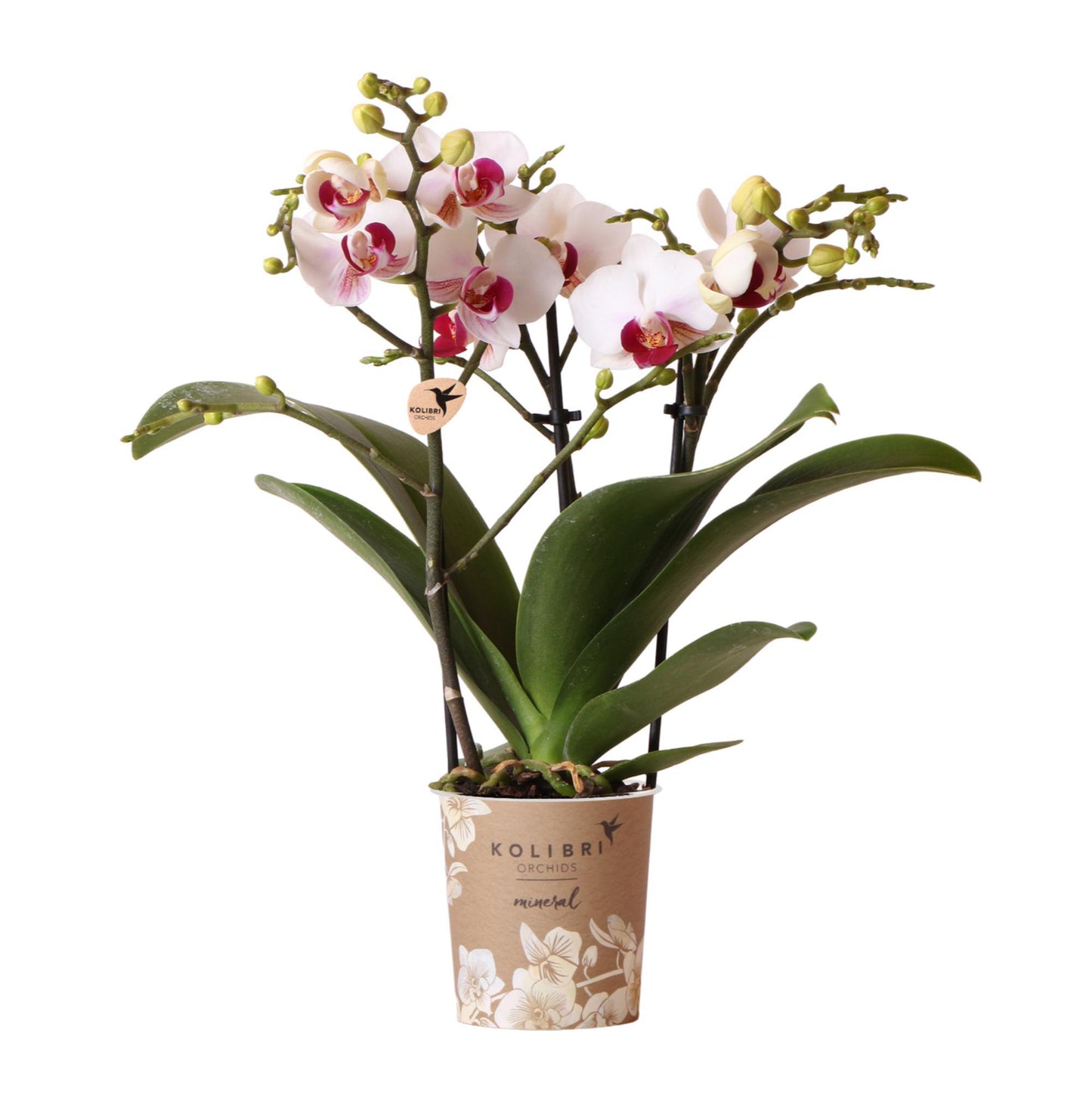 Orchidee colibrì | Orchidea Phalaenopsis bianca - Minerale Gibilterra - vaso Ø9cm | pianta d'appartamento in fiore - fresca dal coltivatore