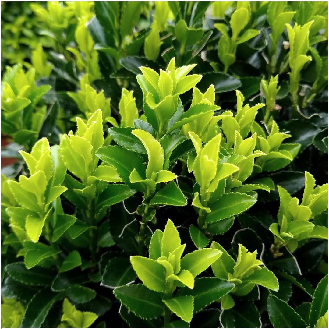 48 x Euonymus 'Guglia Verde' - 48 x Ø 7 cm - ↨ 15 cm 