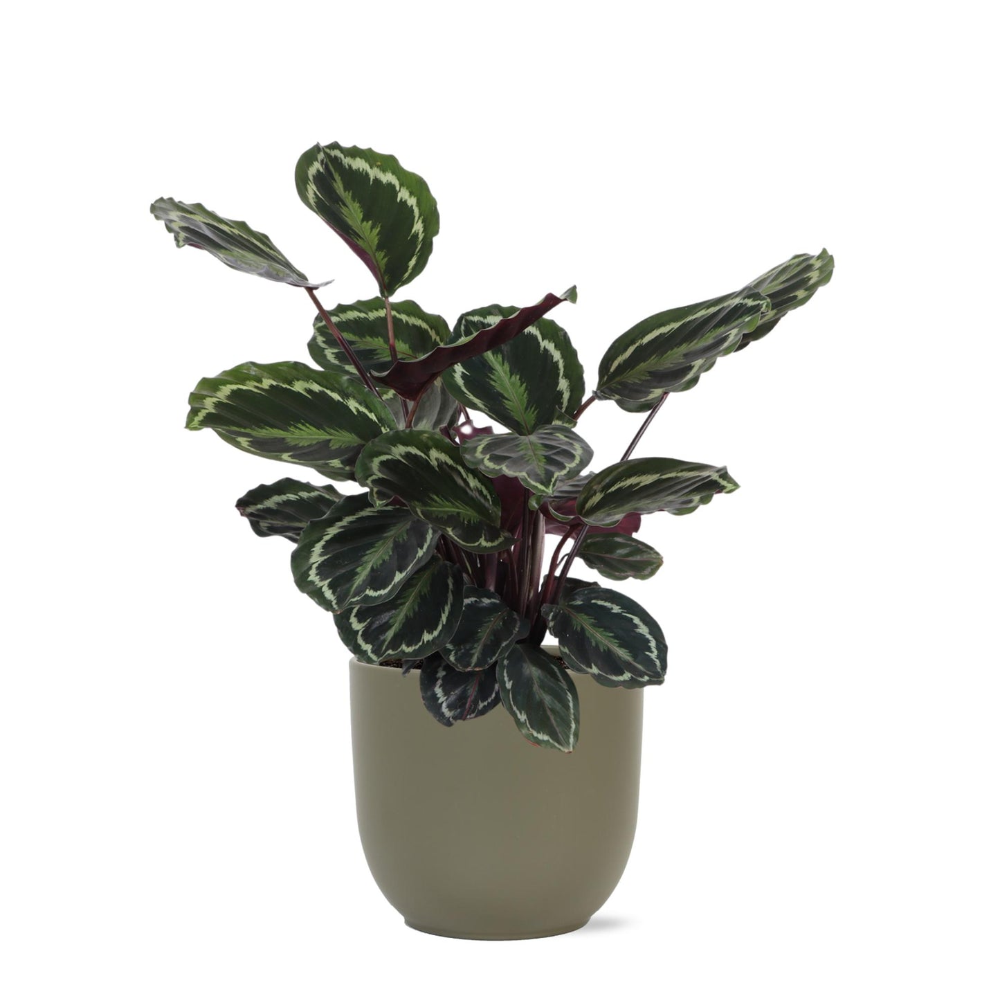 Calathea Medallion Ø21cm - ↕70cm in Boule OLIVE pot