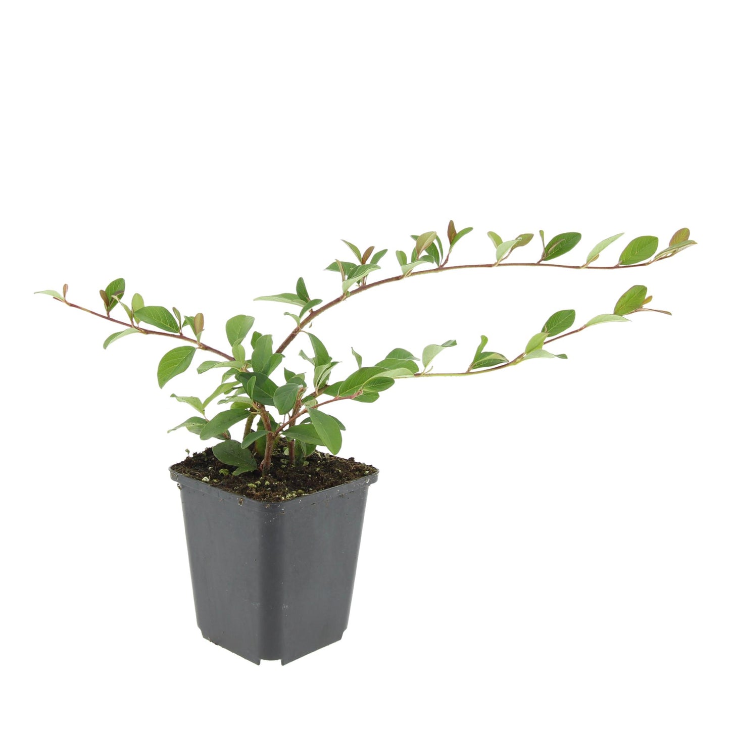 Diga di Cotoneaster. 'Maggiore' - ↕25cm - Ø9cm - 40x