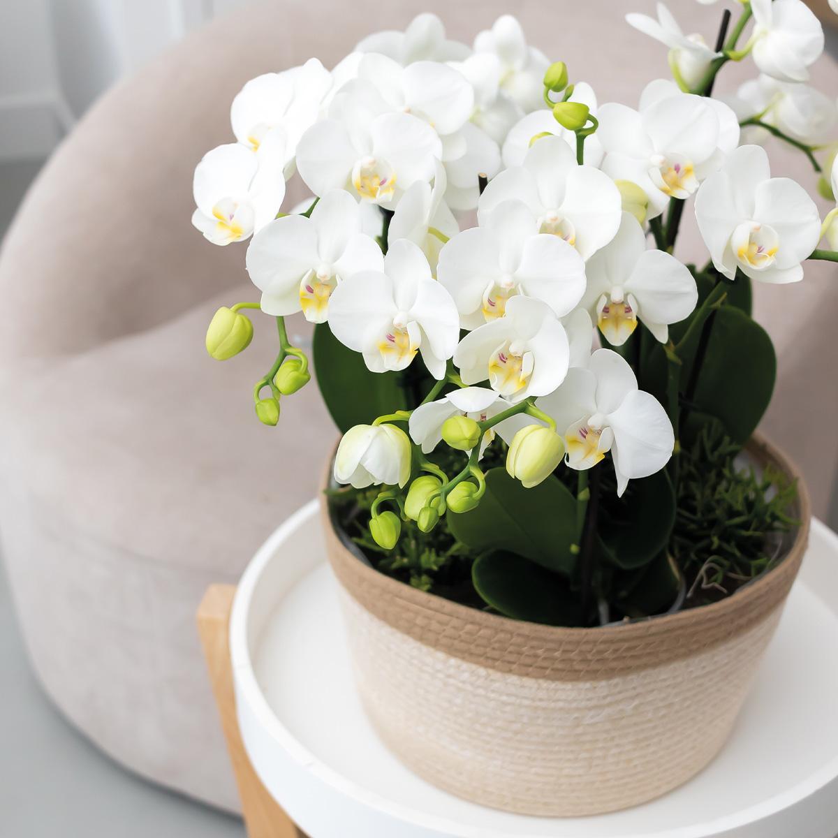 Hummingbird Orchids | white orchid set in Reed Basket incl. water tank | three white orchids Ghent 12cm | Mono Bouquet white with self-sufficient water reservoir.