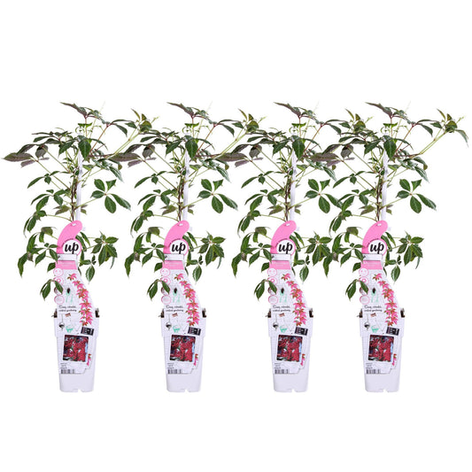Passiflora caerulea 'Constance Elliot' - Passionflower White 4x - Passiflora caerulea 'Constance Elliot' - ↨65cm - Ø15