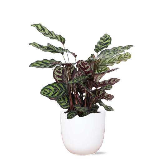 Calathea Makoyana Ø21cm - ↕70cm in Boule WHITE pot