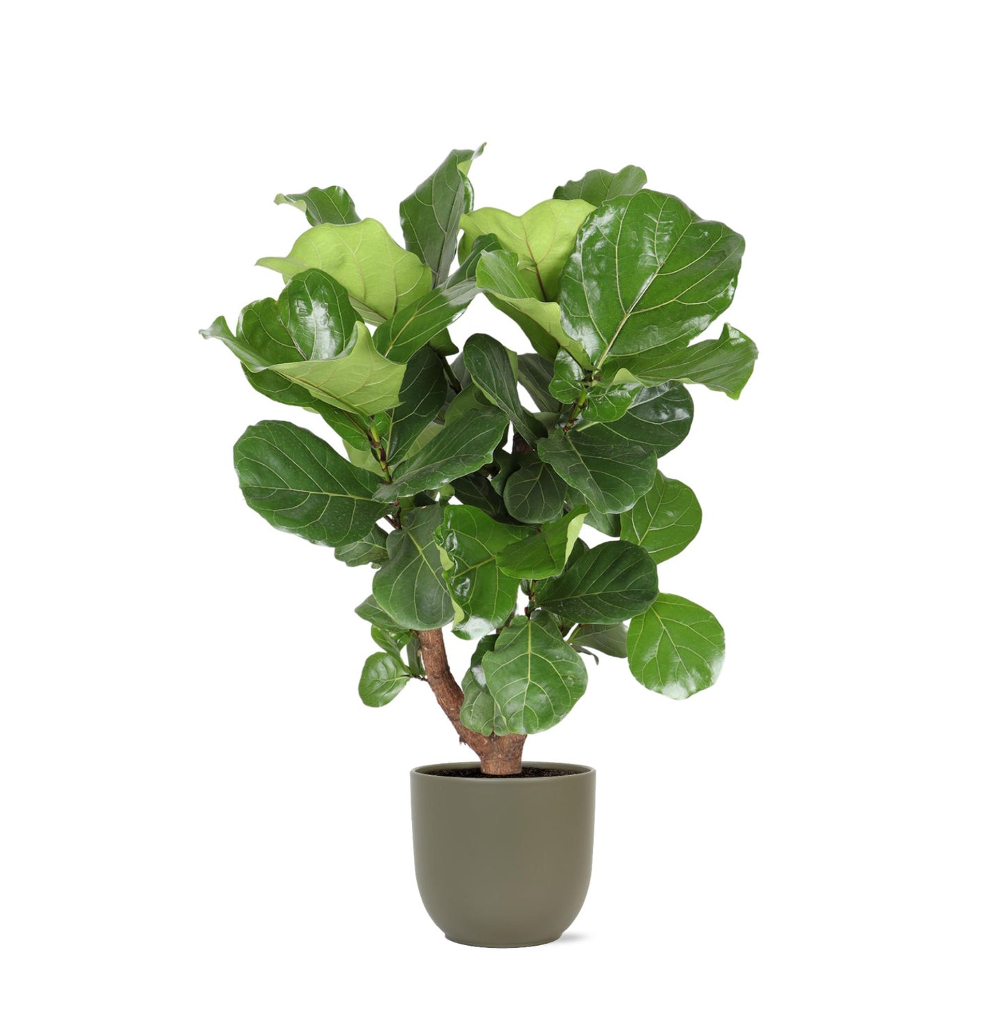 Ficus Lyrata (ramificato) Ø24cm ↕110cm in vaso Boule OLIVA