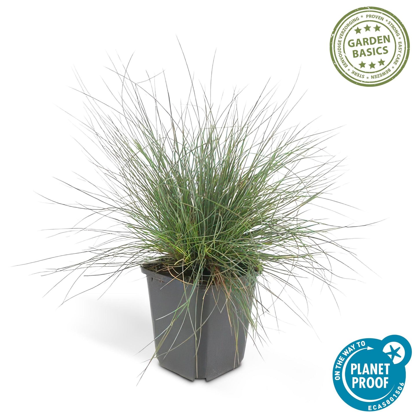 Festuca glauca 'Elijah Bleu' - ↕10-25cm - Ø9cm - 40x