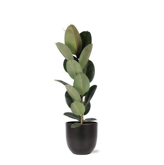 Ficus Elastica Robusta - Ø21cm - ↕90cm in vaso Boule ANTRACITE