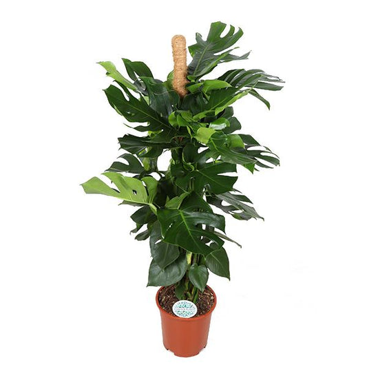 Monstera Deliciosa MOSSTOK - Ø27cm - ↕150cm