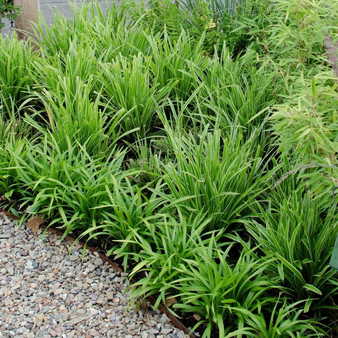 6 x Carex morrowi 'Danza sul ghiaccio' - Ø 14 cm - ↨ 25 cm 