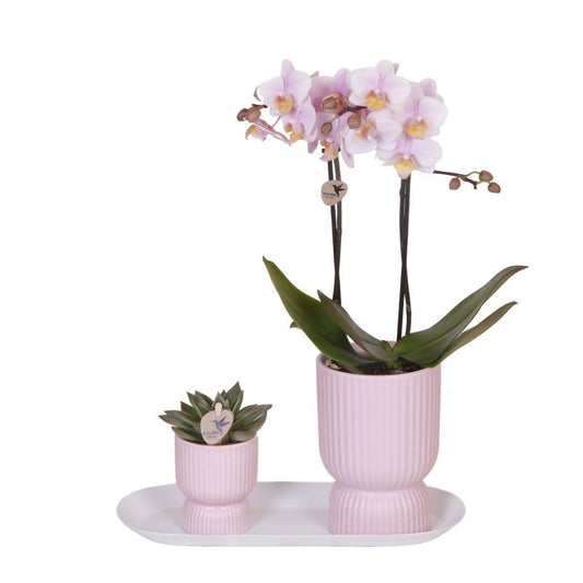 Orchidee colibrì | Set di piante floreali Rosa cipria piccolo| Piante verdi con orchidea Phalaenopsis in vasi decorativi floreali rosa cipria e vassoio bianco