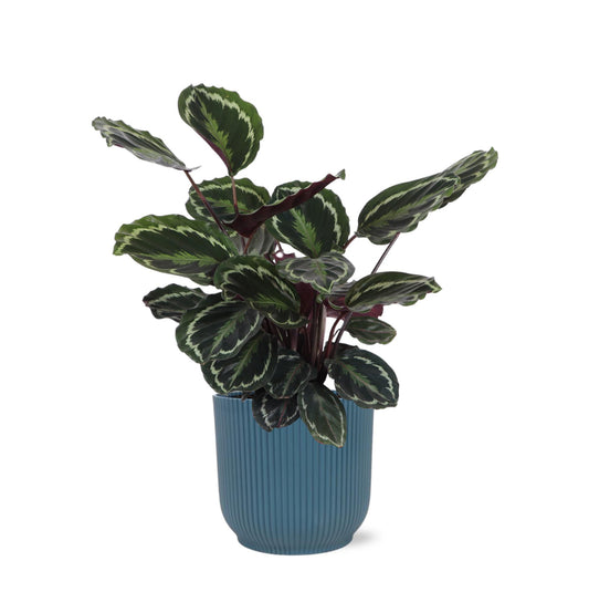 Calathea Medallion Ø21cm - ↕70cm in Vibes BLUE pot