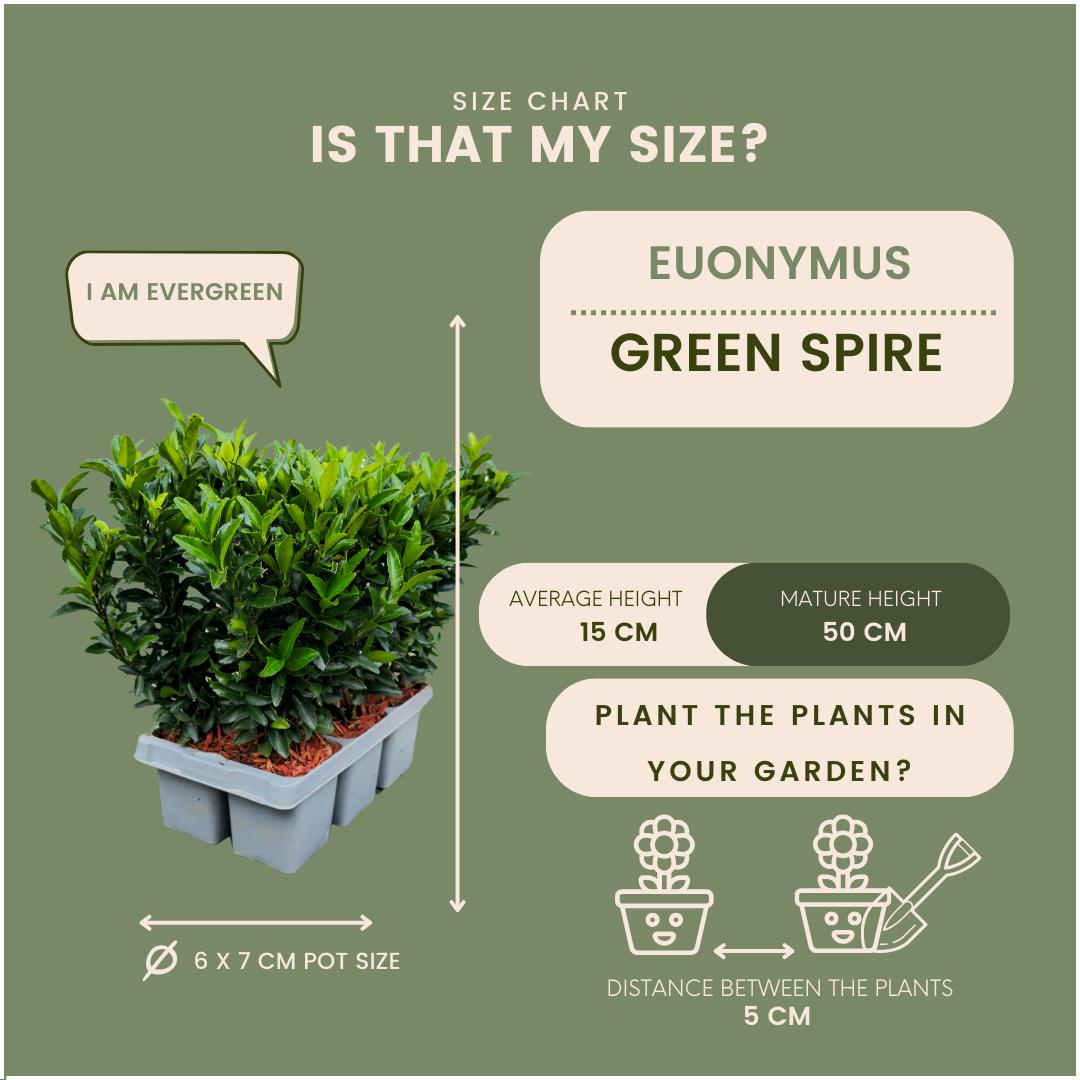 48 x Euonymus 'Green Spire' - 48 x Ø 7 cm - ↨ 15 cm 