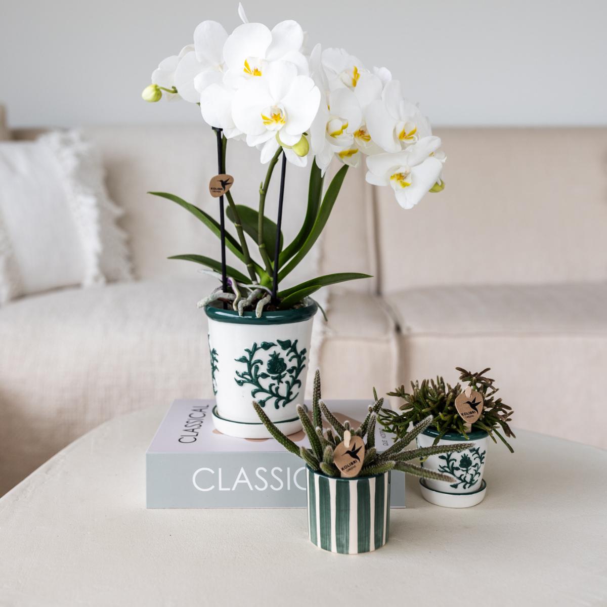 Orchidee colibrì | orchidea bianca Amabilis + Malaga vaso decorativo verde - dimensioni vaso Ø9cm | pianta d'appartamento in fiore - fresca dal coltivatore