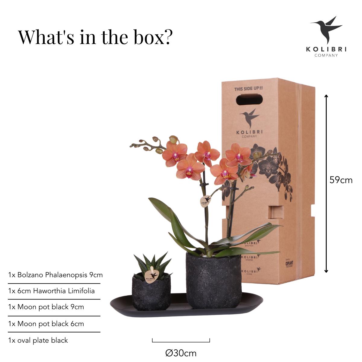 Kolibri Company | Plant set Home Hub small | Orange Phalaenopsis Orchid Bolzano and Succulent incl. ceramic decorative pots on black tray