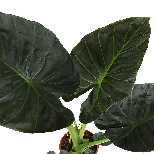 Alocasia Regal Shield Ø21cm - ↕100cm in Vibes WHITE pot