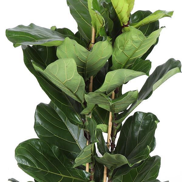 Ficus Lyrata Ø27cm ↕140cm in vaso Boule BIANCO