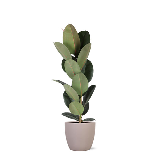 Ficus Elastica Robusta - Ø21cm - ↕90cm in vaso Boule TAUPE