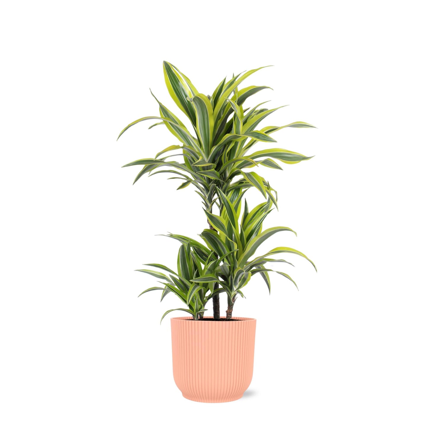 Dracaena Lemon Lime Ø21cm - ↕65cm in Vibes ROZE pot