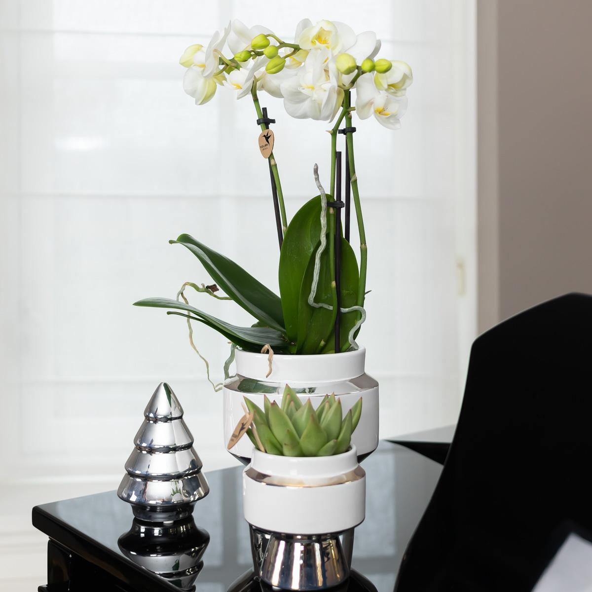 Orchidee colibrì | Orchidea Phalaenopsis bianca – Amabilis + Le Chic vaso decorativo argento – dimensioni vaso Ø9cm – altezza 40cm | pianta d'appartamento fiorita in vaso di fiori - fresca dal coltivatore