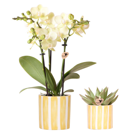 Orchidee colibrì | Set di orchidea gialla del Messico e piante grasse in vaso decorativo Painted Stripe - dimensioni vaso Ø9 cm e Ø6 cm | pianta d'appartamento in fiore - fresca dal coltivatore