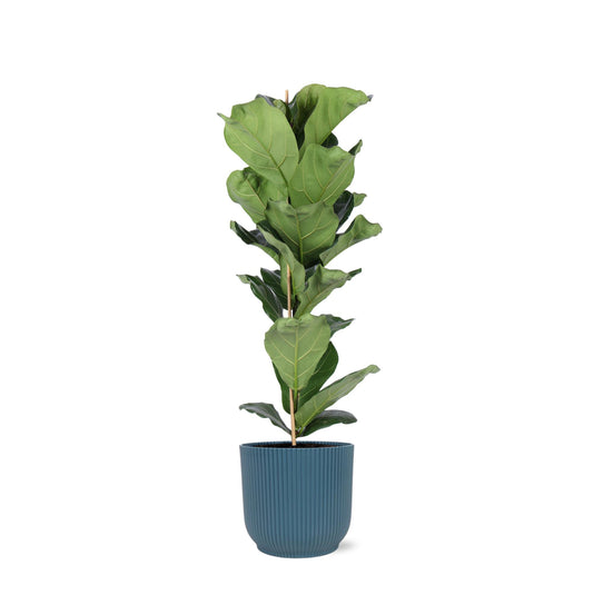 Ficus Lyrata - Ø21cm - ↕90cm in vaso Vibes BLU