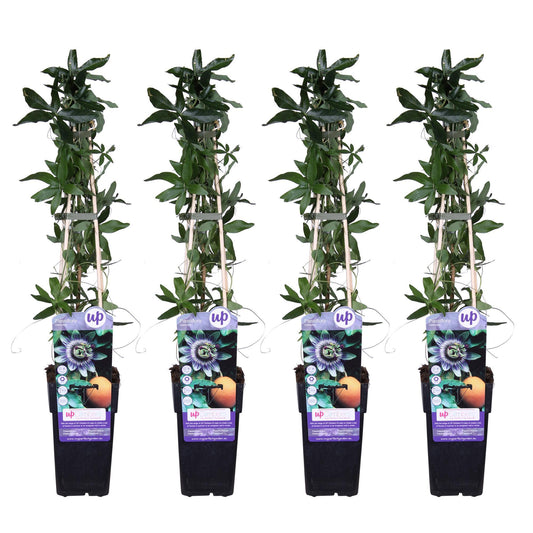 Passiflora caerulea - Passionflower Blue 4x - Passiflora caerulea - ↨65cm - Ø15