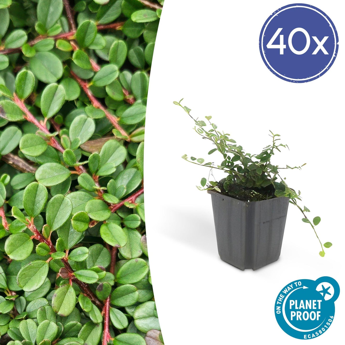 Cotoneaster pr. 'Il ritrovamento di Streib' - ↕25 cm - Ø9 cm - 40x