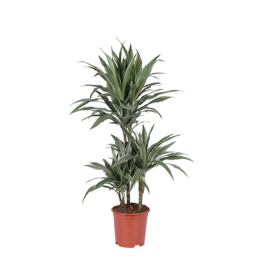 Dracaena Warneckii Ø21cm - ↕65cm