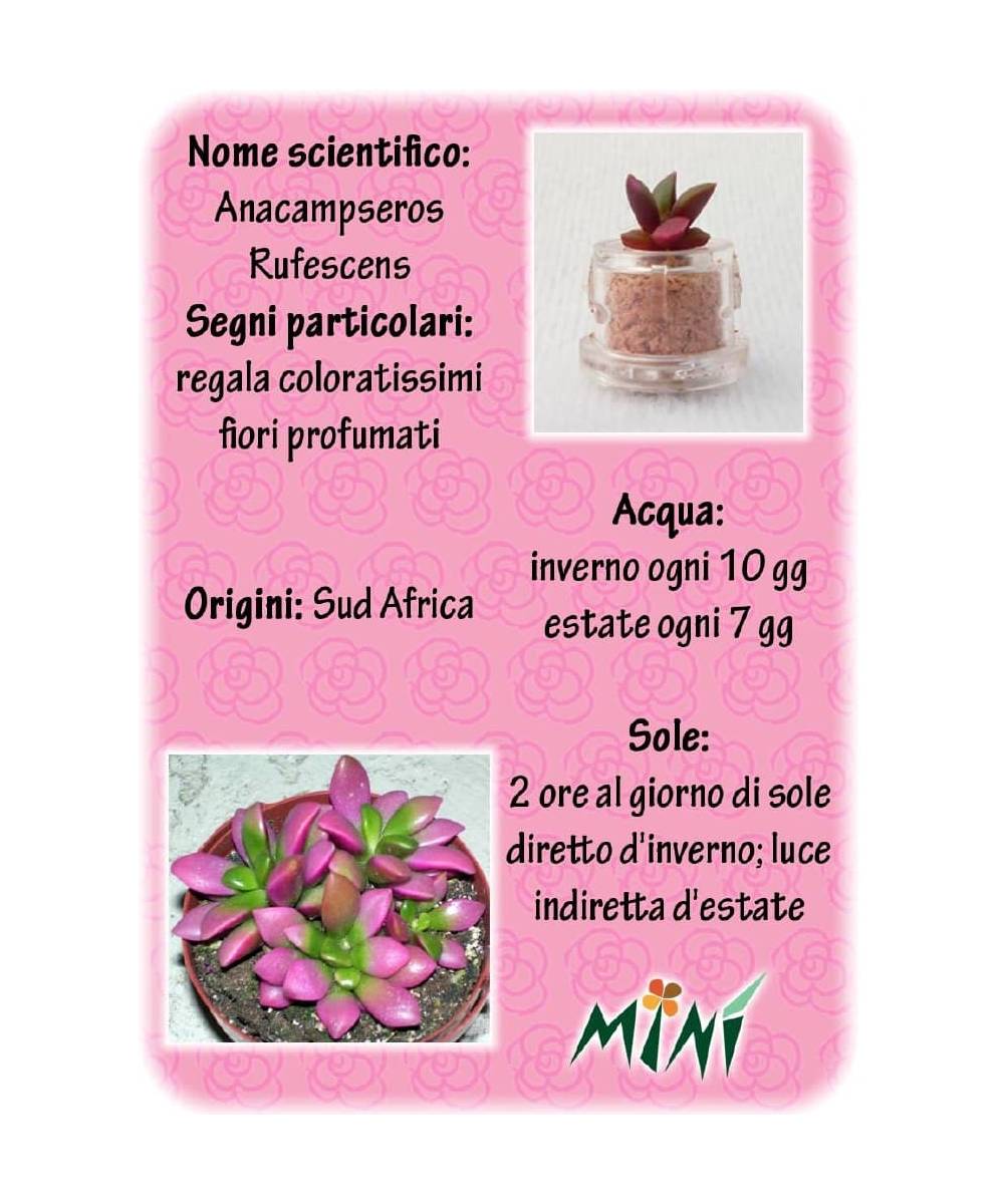 Minì Fun Gioielli Angie - Mini pianta per i romantici e i sensibili